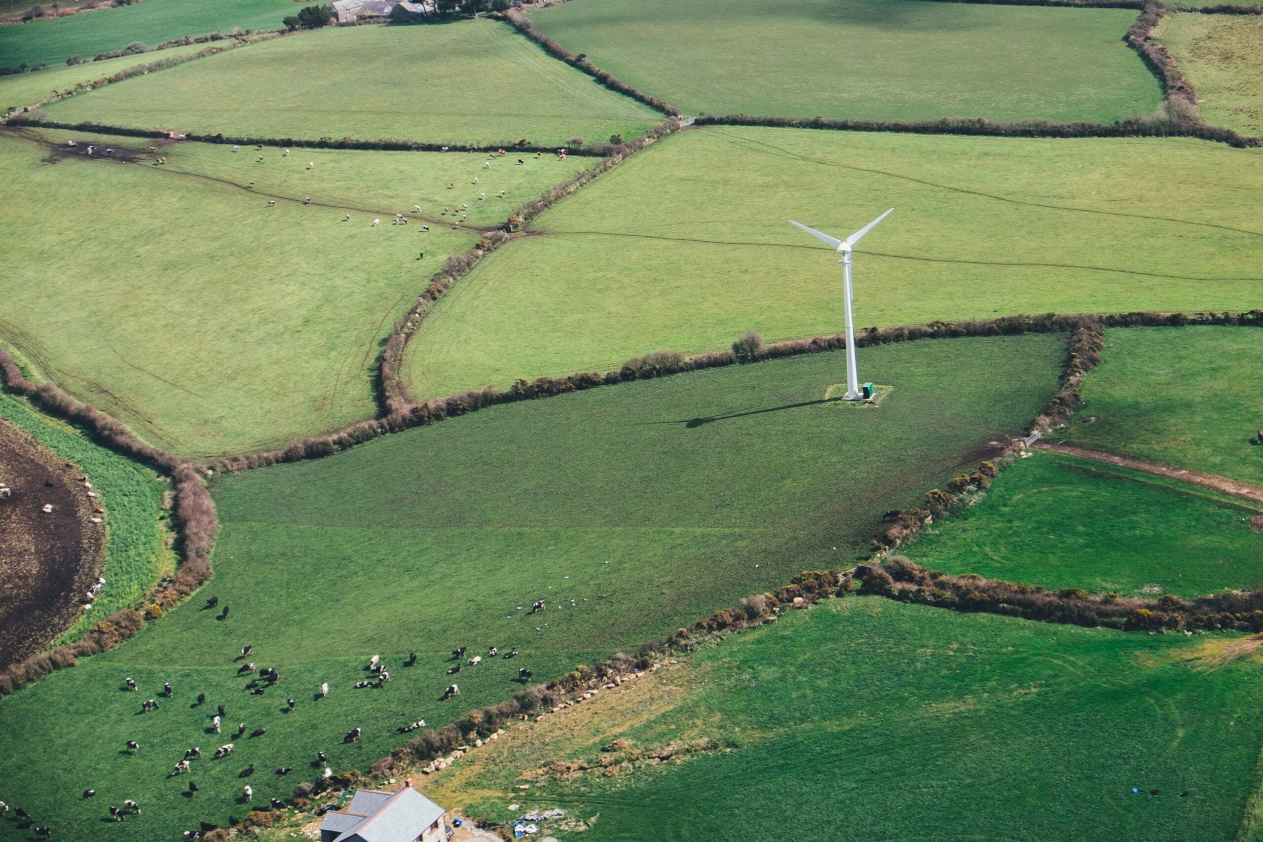 #1 at Outstanding in Our Field Black Sheep Utilities